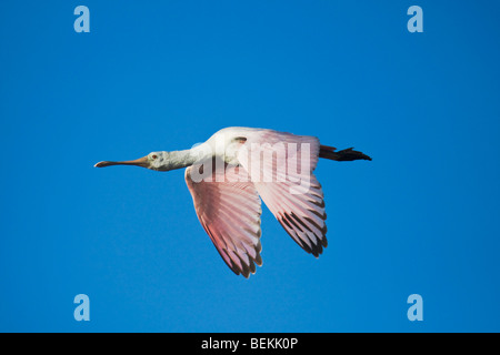 Roseate Spoonbill (Ajaia ajaja), immature en vol, Sinton, Corpus Christi, Coastal Bend, Texas, États-Unis Banque D'Images