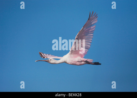 Roseate Spoonbill (Ajaia ajaja), immature en vol, Sinton, Corpus Christi, Coastal Bend, Texas, États-Unis Banque D'Images