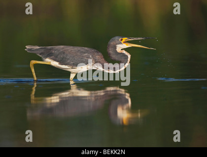 Aigrette tricolore (Egretta tricolor), pêche adultes, Sinton, Corpus Christi, Coastal Bend, Texas, États-Unis Banque D'Images