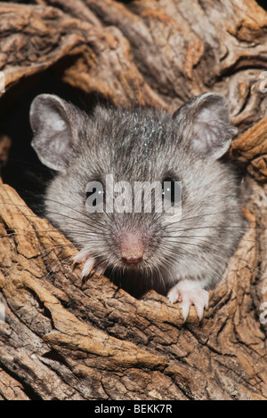 Souris à pattes blanches (Peromyscus leucopus), des profils dans le trou d'arbre, Sinton, Corpus Christi, Coastal Bend, Texas, États-Unis Banque D'Images