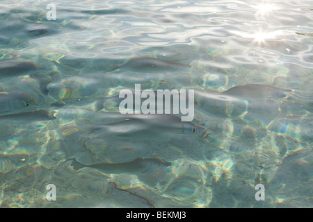 Un banc de poissons nageant près de la surface de l'eau dans les eaux peu profondes autour d'une île dans les Maldives Banque D'Images