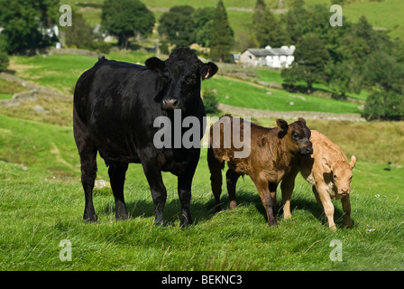 Une vache noire et deux veaux en Kentmere dans le Lake District, Cumbria, England, UK Banque D'Images