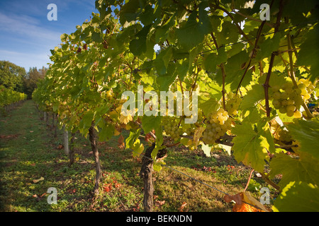 Temps de récolte au tas Valley Vineyard Forncett St Peters Angleterre Norfolk Banque D'Images