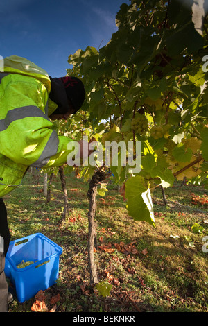 Temps de récolte au tas Valley Vineyard Forncett St Peters Angleterre Norfolk Banque D'Images