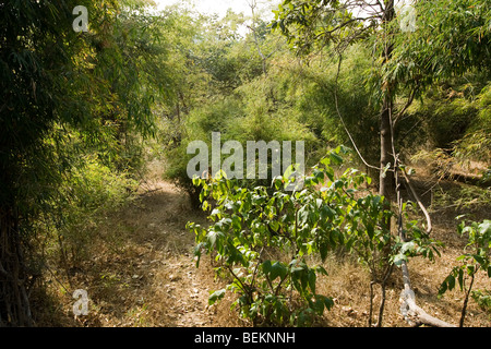 Parc national de Bandhavargh Inde Elephant ride Banque D'Images