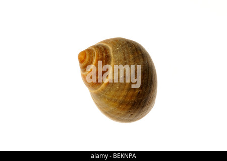 Bigorneau rugueux (Littorina saxatilis) shell, Normandie, France Banque D'Images