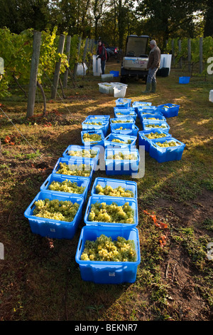 Temps de récolte au tas Valley Vineyard Forncett St Peters Angleterre Norfolk Banque D'Images