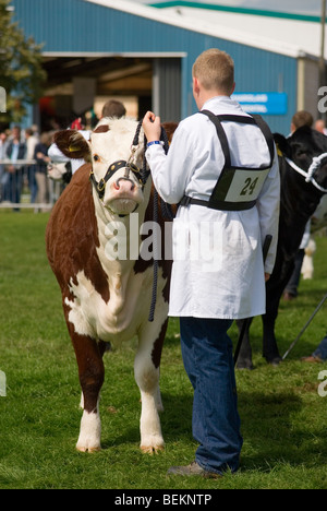 Jeune homme-chien montrant taureau Hereford dans Ring d'exposition lors du dernier Royal Show jamais Banque D'Images