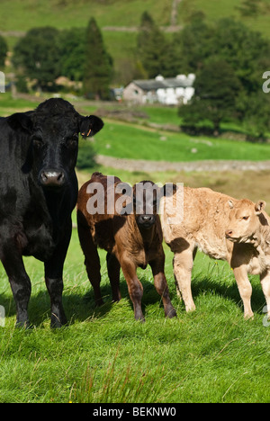 Une vache noire et deux veaux en Kentmere dans le Lake District, Cumbria, England, UK Banque D'Images