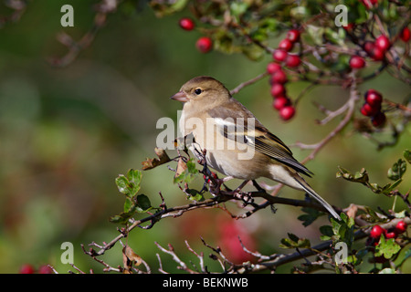 Chaffinch Fringilla coelebs femelle dans les fruits rouges Banque D'Images