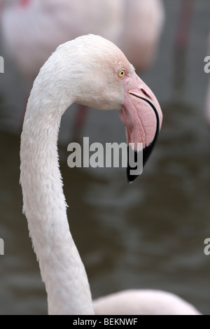 Flamant rose, Phoenicopterus ruber Roseus Banque D'Images