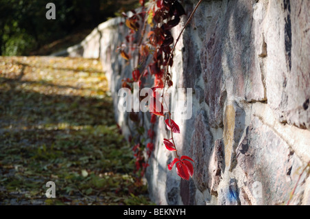 Direction générale de la vigne vierge sur le mur de pierre Banque D'Images