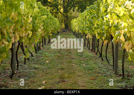 Temps de récolte au tas Valley Vineyard Forncett St Peters Angleterre Norfolk Banque D'Images