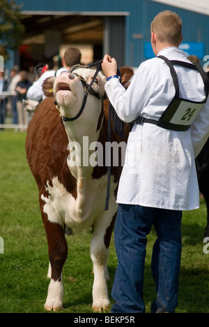 Jeune homme-chien montrant taureau Hereford dans Ring d'exposition lors du dernier Royal Show jamais Banque D'Images