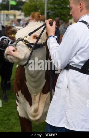 Jeune homme-chien montrant taureau Hereford dans Ring d'exposition lors du dernier Royal Show jamais Banque D'Images