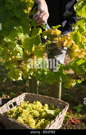 Temps de récolte au tas Valley Vineyard Forncett St Peters Angleterre Norfolk Banque D'Images