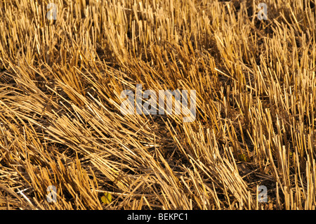 Forme modèle de couper les souches d'orge/ branches laissés dans les champs. Banque D'Images