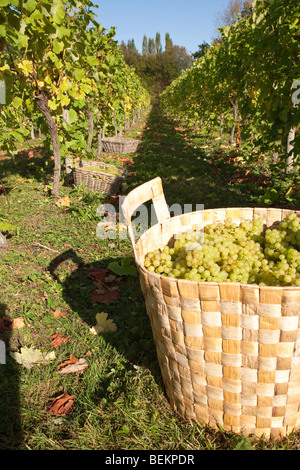 Temps de récolte au tas Valley Vineyard Forncett St Peters Angleterre Norfolk Banque D'Images