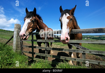 Les chevaux (Equus caballus) dans la zone, Yorkshire, Angleterre, Royaume-Uni Banque D'Images
