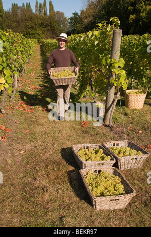 Temps de récolte au tas Valley Vineyard Forncett St Peters Angleterre Norfolk Banque D'Images