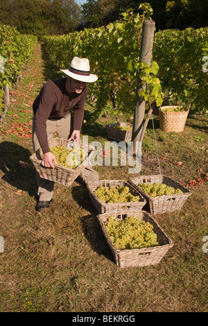 Temps de récolte au tas Valley Vineyard Forncett St Peters Angleterre Norfolk Banque D'Images