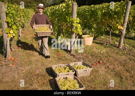 Temps de récolte au tas Valley Vineyard Forncett St Peters Angleterre Norfolk Banque D'Images