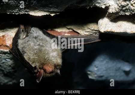 De Daubenton (Myotis daubentonii) hibernant dans glacière Banque D'Images