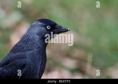 Corvus monedula choucas Banque D'Images