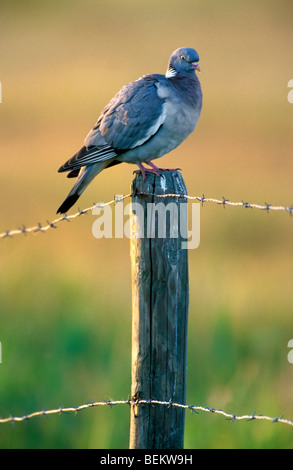 Pigeon ramier (Columba palumbus) perché sur pôle, Belgique Banque D'Images