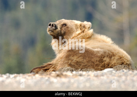 Stock photo d'un ours brun d'Alaska recroquevillé, se reposant sur la plage, le lac Clark National Park, Alaska Banque D'Images