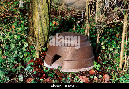 Nid dans hogbox en jardin pour l'hibernation du hérisson européen (Erinaceus europaeus) en hiver Banque D'Images