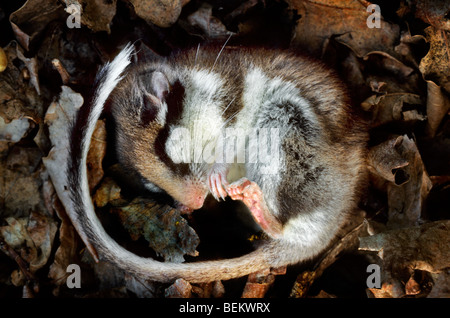 Jardin loir (Eliomys quercinus) l'hibernation en dormant recroquevillé dans nid fait de feuilles en forêt Banque D'Images