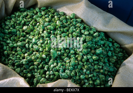 La récolte du houblon (Humulus lupulus), Poperinge, Belgique Banque D'Images