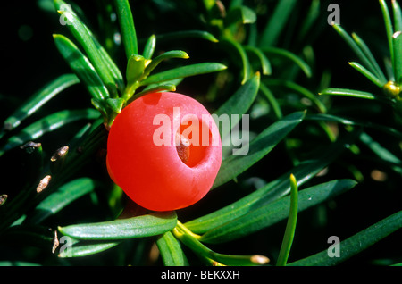Les baies d'if commun (Taxus baccata), Belgique Banque D'Images