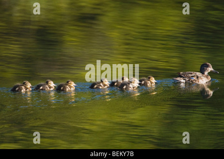 Les Sarcelles à ailes bleues (Anas discors), femme avec des poussins, le Grand Teton NP, Wyoming, USA Banque D'Images