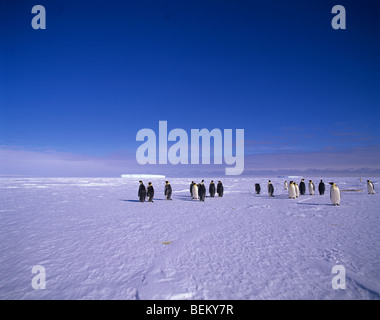 Manchots empereurs de l'Antarctique, Banque D'Images