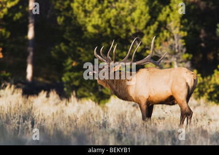 Le wapiti, Wapiti (Cervus elaphus), brames, bull NP Yellowstone, Wyoming, USA Banque D'Images