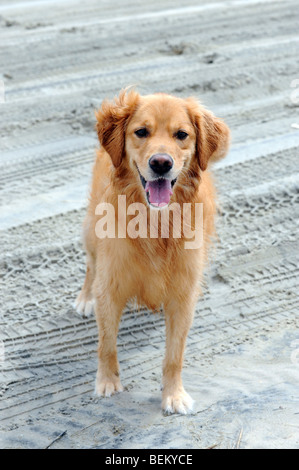 Un Golden Retriever joue sur la plage en Carova Beach en Caroline du Nord, l'outerbanks. Banque D'Images