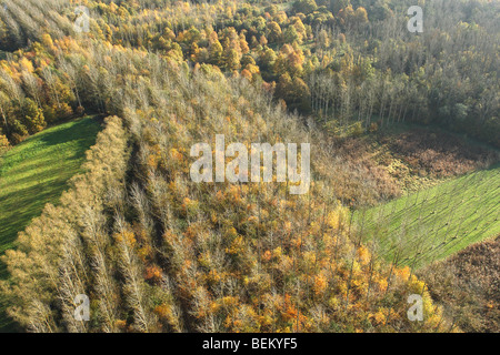 Paysage avec des champs, prairies et les peupliers (Populus sp.) à l'automne de l'air, Belgique Banque D'Images