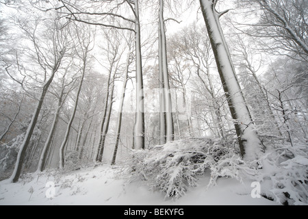 La neige a couvert forêt de hêtres (Fagus sylvatica) dans le brouillard en hiver, France Banque D'Images