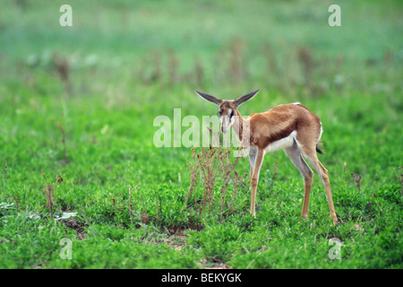 Le Springbok (Antidorcas marsupialis juvénile) fawn à se nourrir dans le désert du Kalahari, Kgalagadi Transfrontier Park, Afrique du Sud Banque D'Images