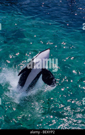 ORCA, l'Orque sautant, JAPON Banque D'Images