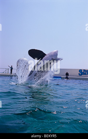 ORCA, l'Orque sautant, JAPON Banque D'Images