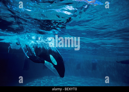 ORCA, l'Orque sautant DANS L'EAU, LE JAPON Banque D'Images