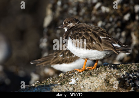 Ruddu collier (Arenaria interpres) debout sur un rivage rocailleux Banque D'Images