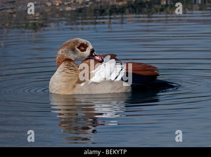 Egyptian goose (Alopochen aegyptiacus) Banque D'Images