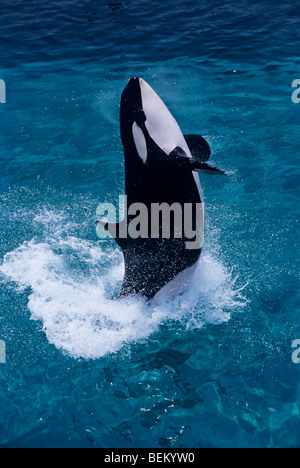 ORCA, l'Orque sautant, JAPON Banque D'Images