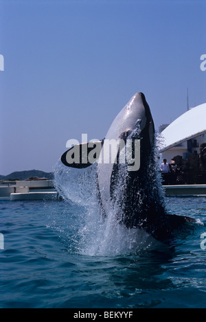 ORCA, l'Orque sautant, JAPON Banque D'Images