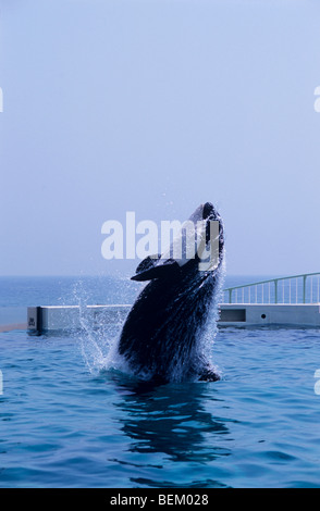 ORCA, l'Orque sautant, JAPON Banque D'Images