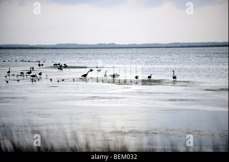 Les canards et les oiseaux se nourrissent sur le son de la baie dans les clubs Currituck section corolle dans l'Outer Banks de la Caroline du Nord. Banque D'Images